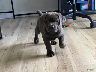 Cane Corso dogs Raijin - Ad 9