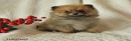 Pomeranian dogs for sale: Paige - Ad 4