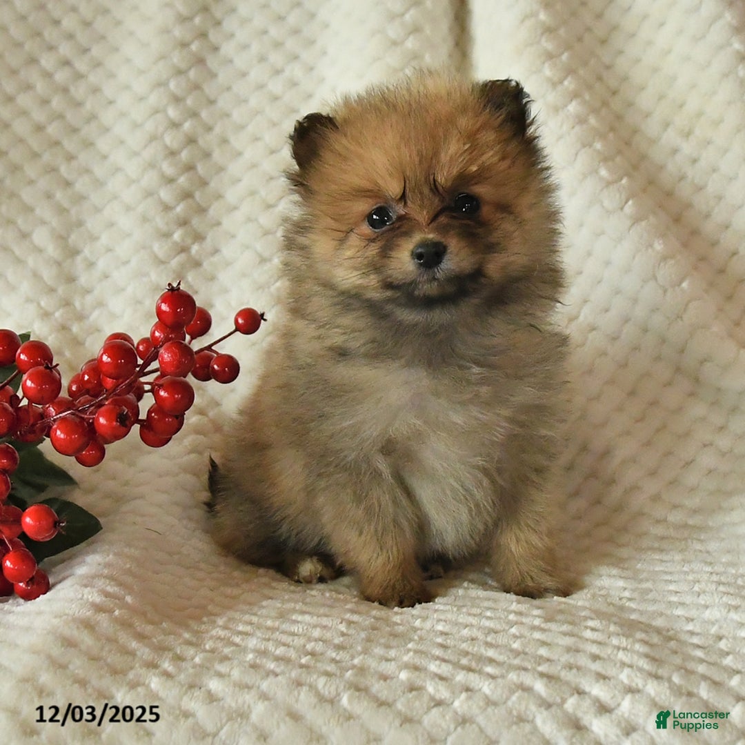 Pomeranian dogs for sale: Paige - Ad 4