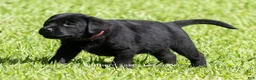 Labrador Retriever dogs for sale: Ethan - Ad 3