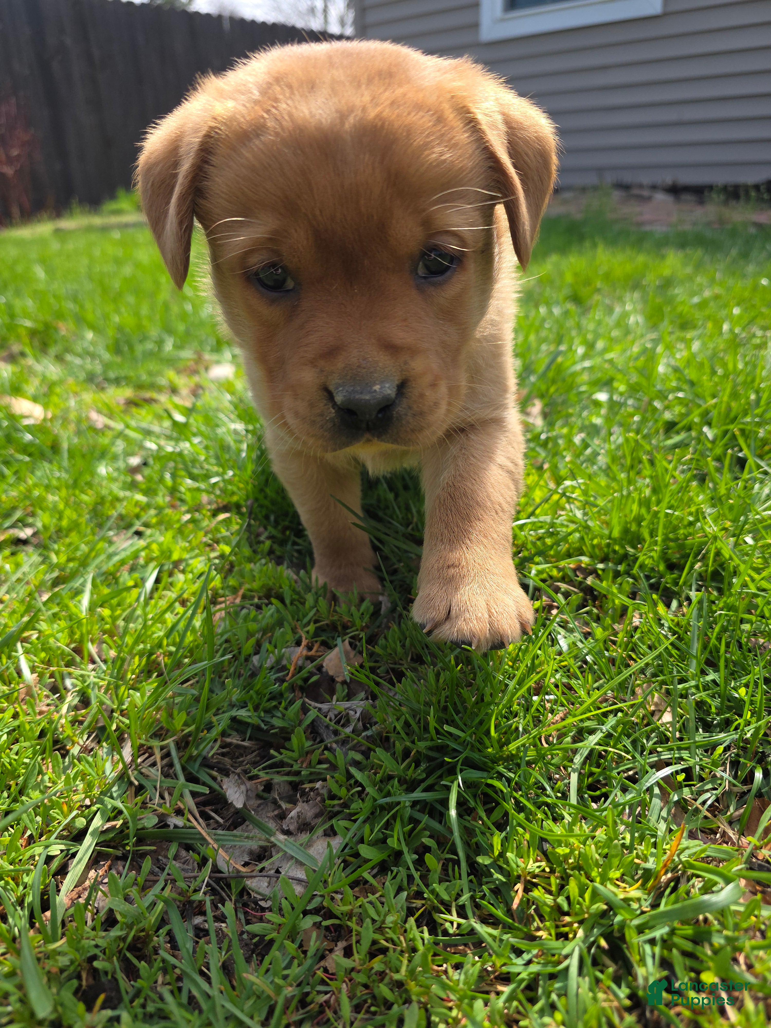 Labrador Retriever dogs Grits 🖤  Fox Red English Lab  - Ad 1