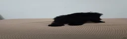 Miniature Poodle dogs for sale: Miniature Poodle 5 - Ad 3