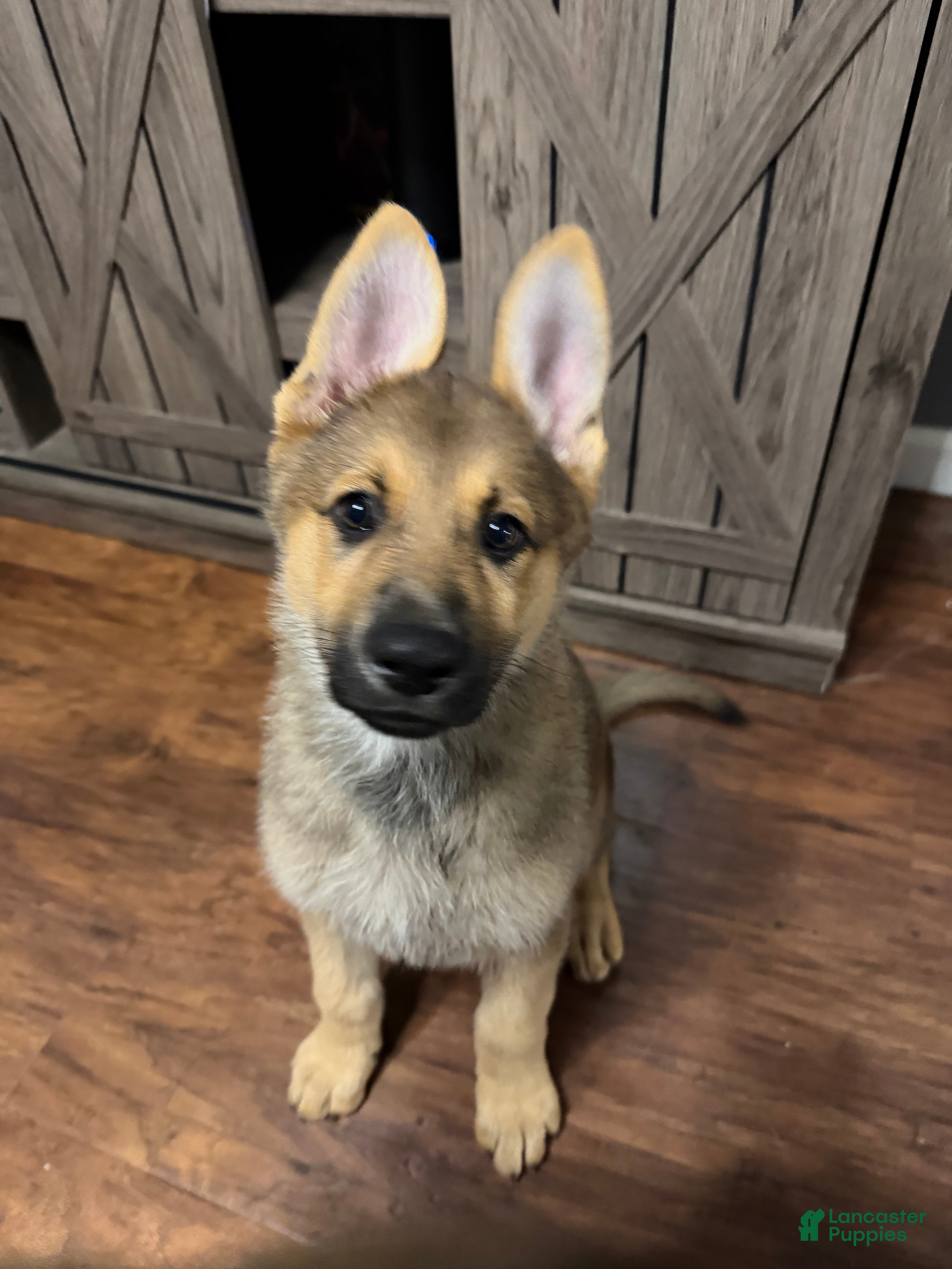 German Shepherd dogs for sale: Golden Sable Female - Ad 24