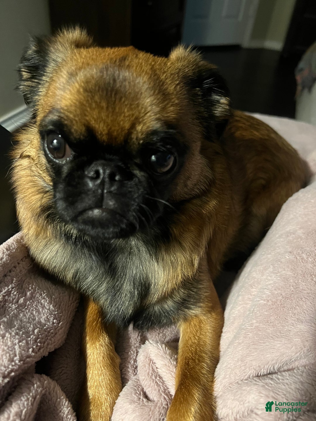 Brussels Griffon dogs for sale: Shadow  - Ad 5