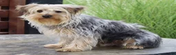 Yorkshire Terrier dogs for sale: Lucas - Ad 3