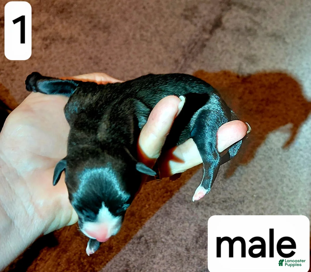 Italian Greyhound dogs for sale: Boy 1  - Ad 1