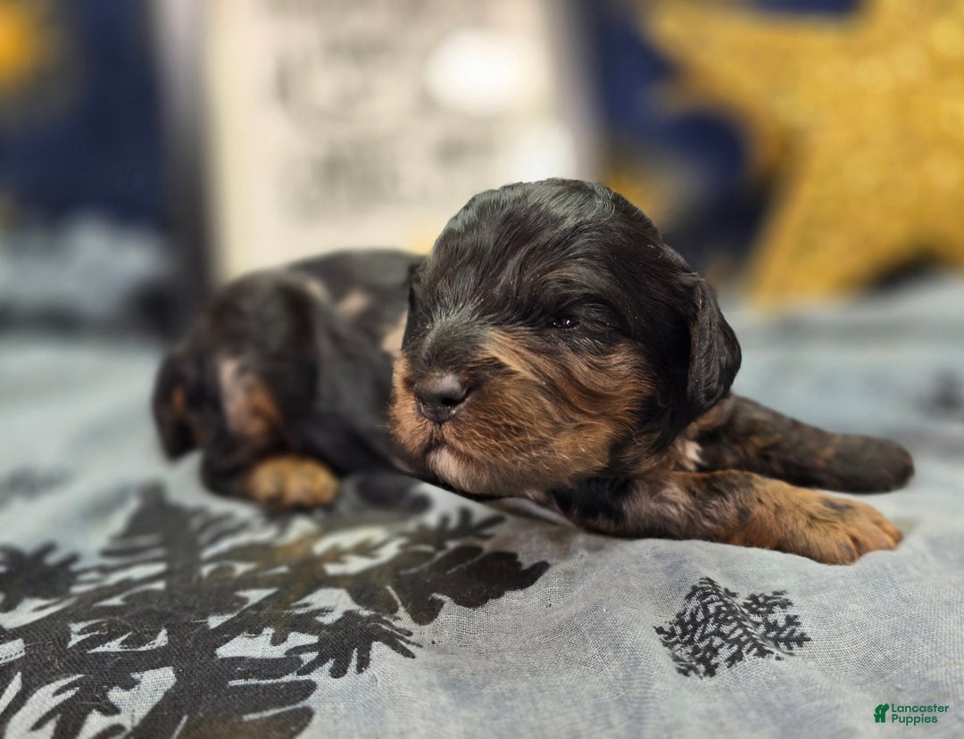 Cockapoo dogs for sale: Mayor Augustus  - Ad 2