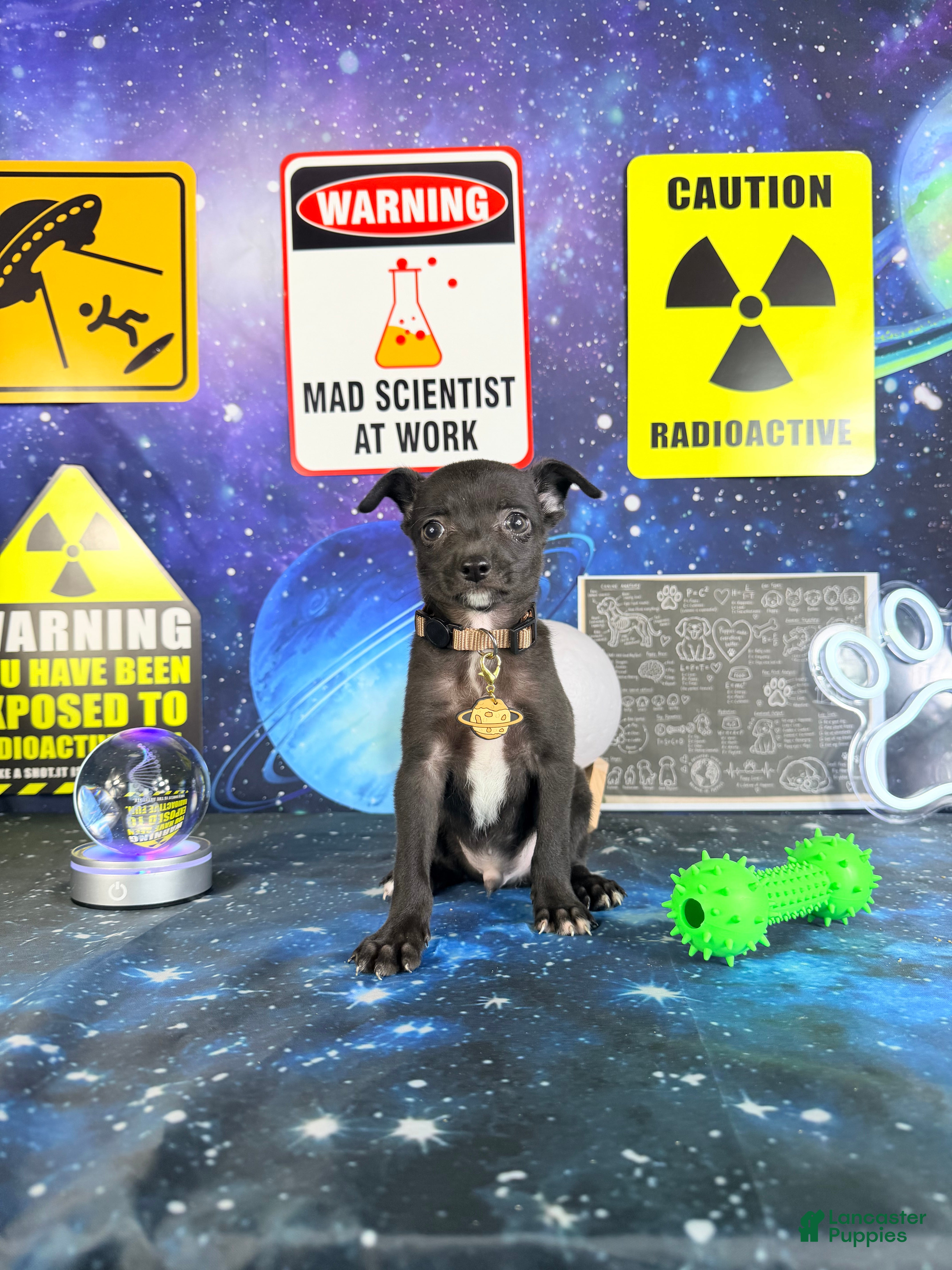 Chihuahua dogs Oreo  - Ad 2