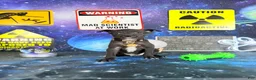 Chihuahua dogs for sale: Oreo  - Ad 2