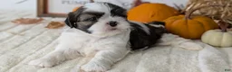 Shih Tzu dogs for sale: Koko - Ad 5