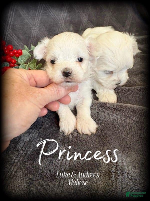 Maltese dogs Princess - X-Small female. 4 lb adult - Ad 2