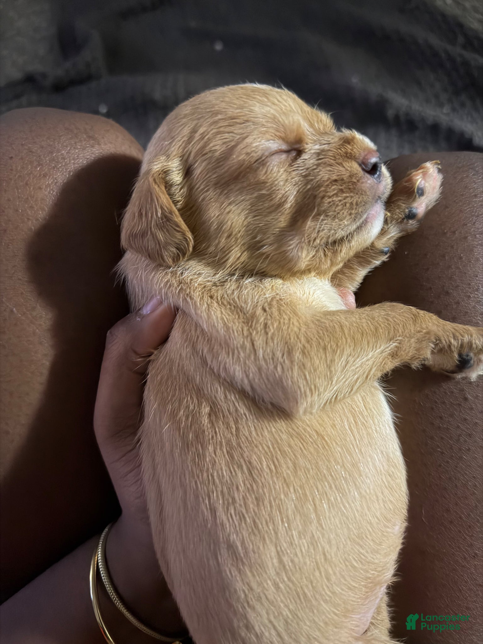 Mixed Breed dogs SJ - Ad 1