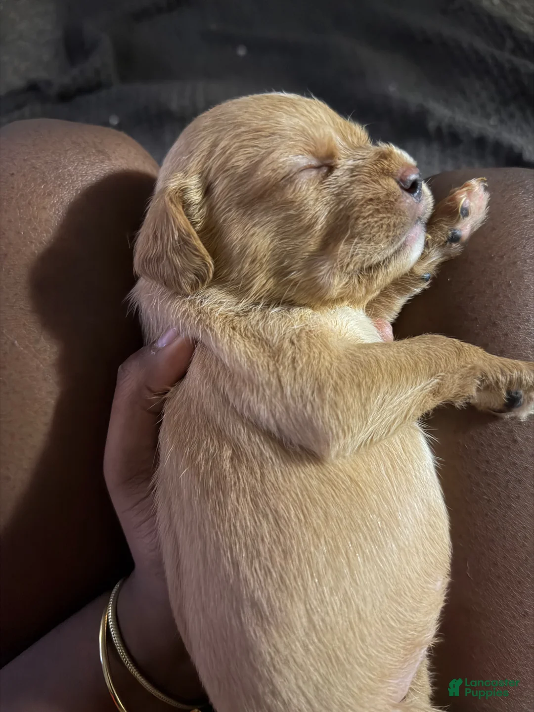 Mixed Breed dogs for sale: SJ - Ad 1