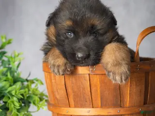 German Shepherd dogs Bear - Ad 1