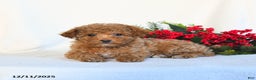 Toy Poodle dogs for sale: Vanilla - Ad 3