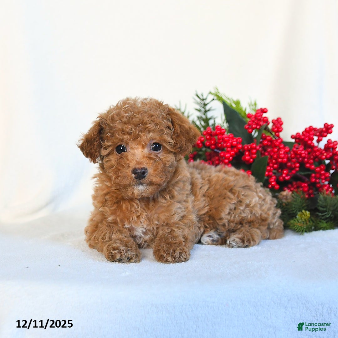 Toy Poodle dogs for sale: Vanilla - Ad 3