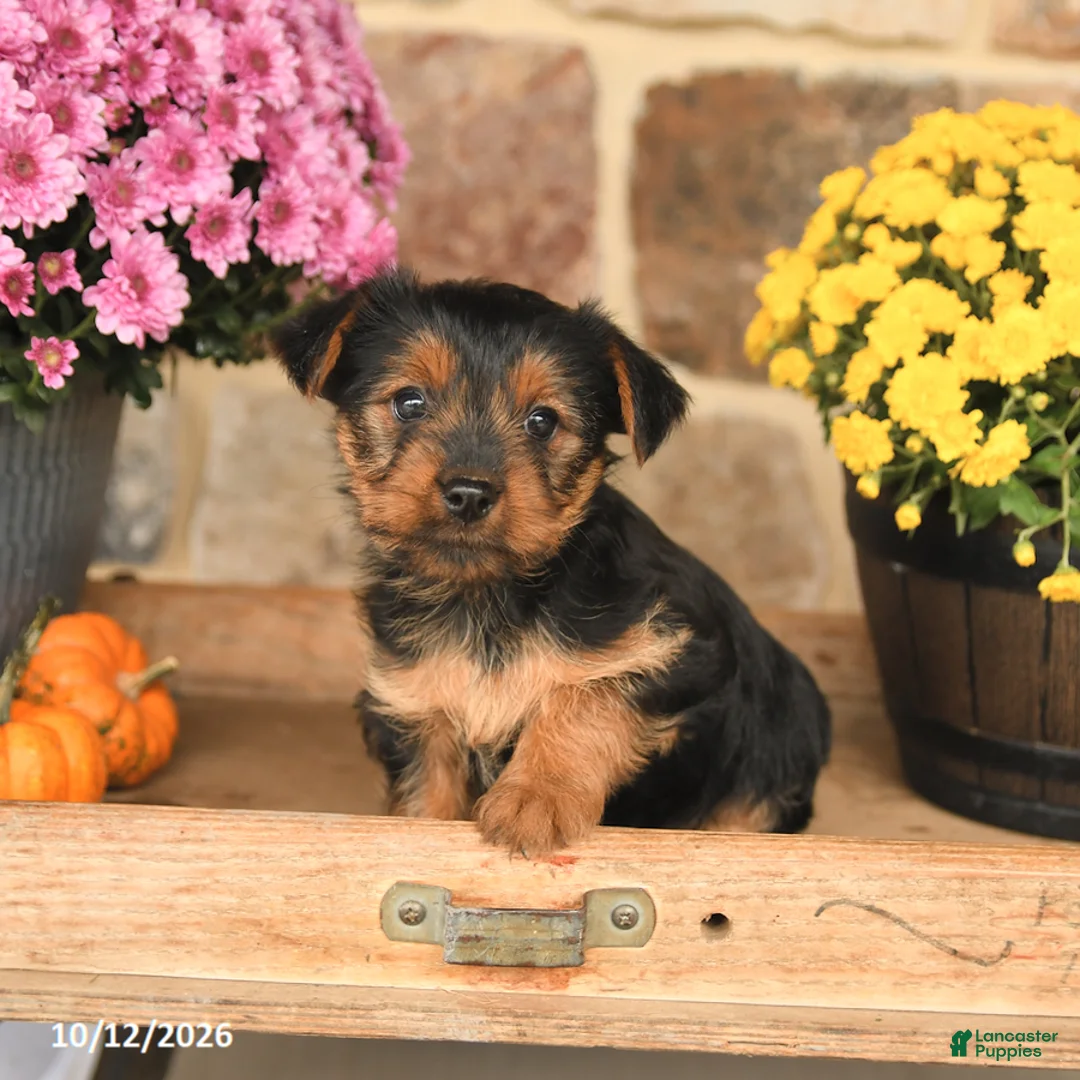 Shorkie dogs for sale: Angel - Ad 1
