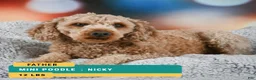 Miniature Poodle dogs for sale: Jamon - Ad 12