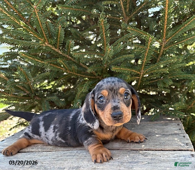 Dachshund dogs Thane - Ad 1