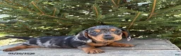 Dachshund dogs for sale: Thane - Ad 1