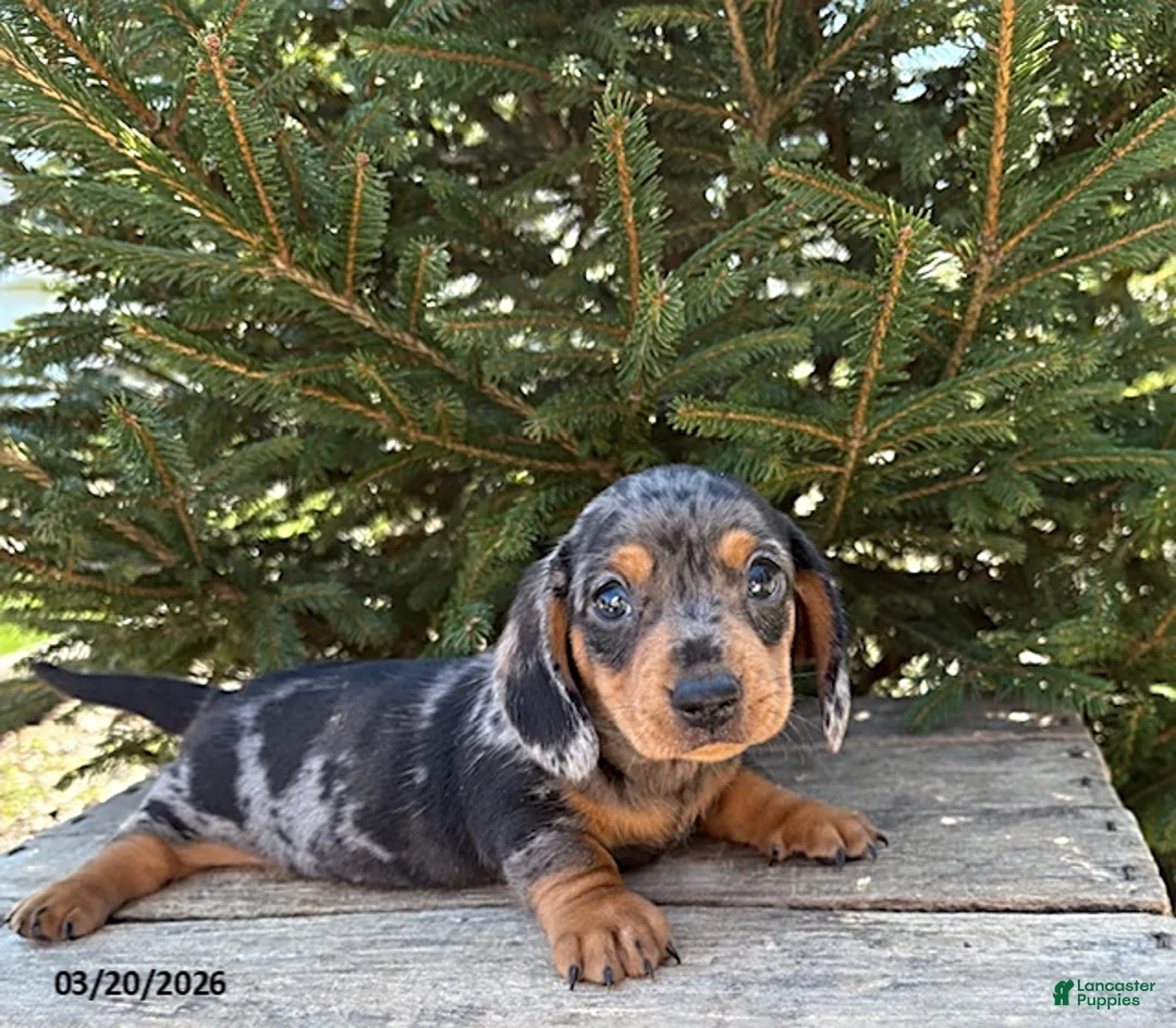 Dachshund dogs for sale: Thane - Ad 1