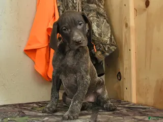 German Shorthaired Pointer dogs River - Ad 3