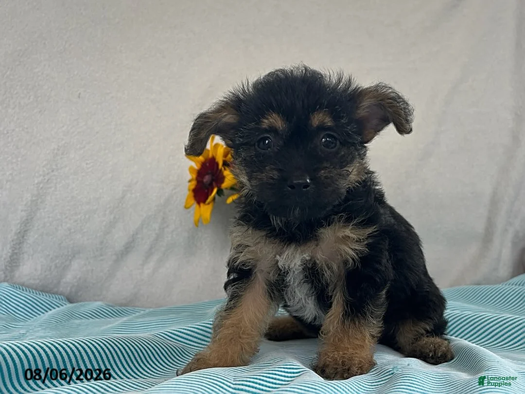 Yorkiepoo dogs for sale: Skylar - Ad 2