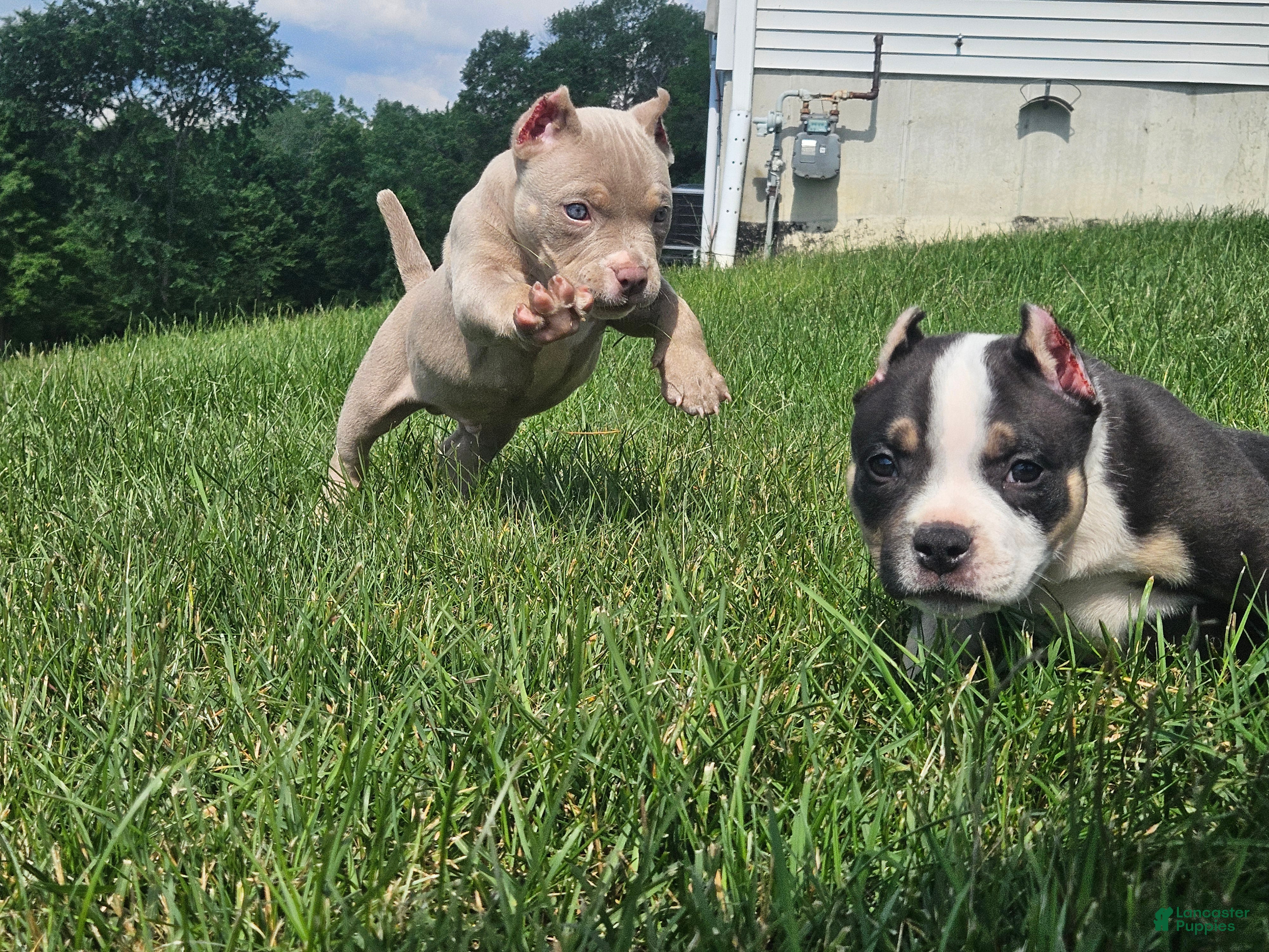 American Bully dogs American Bully - Windslow - Ad 1