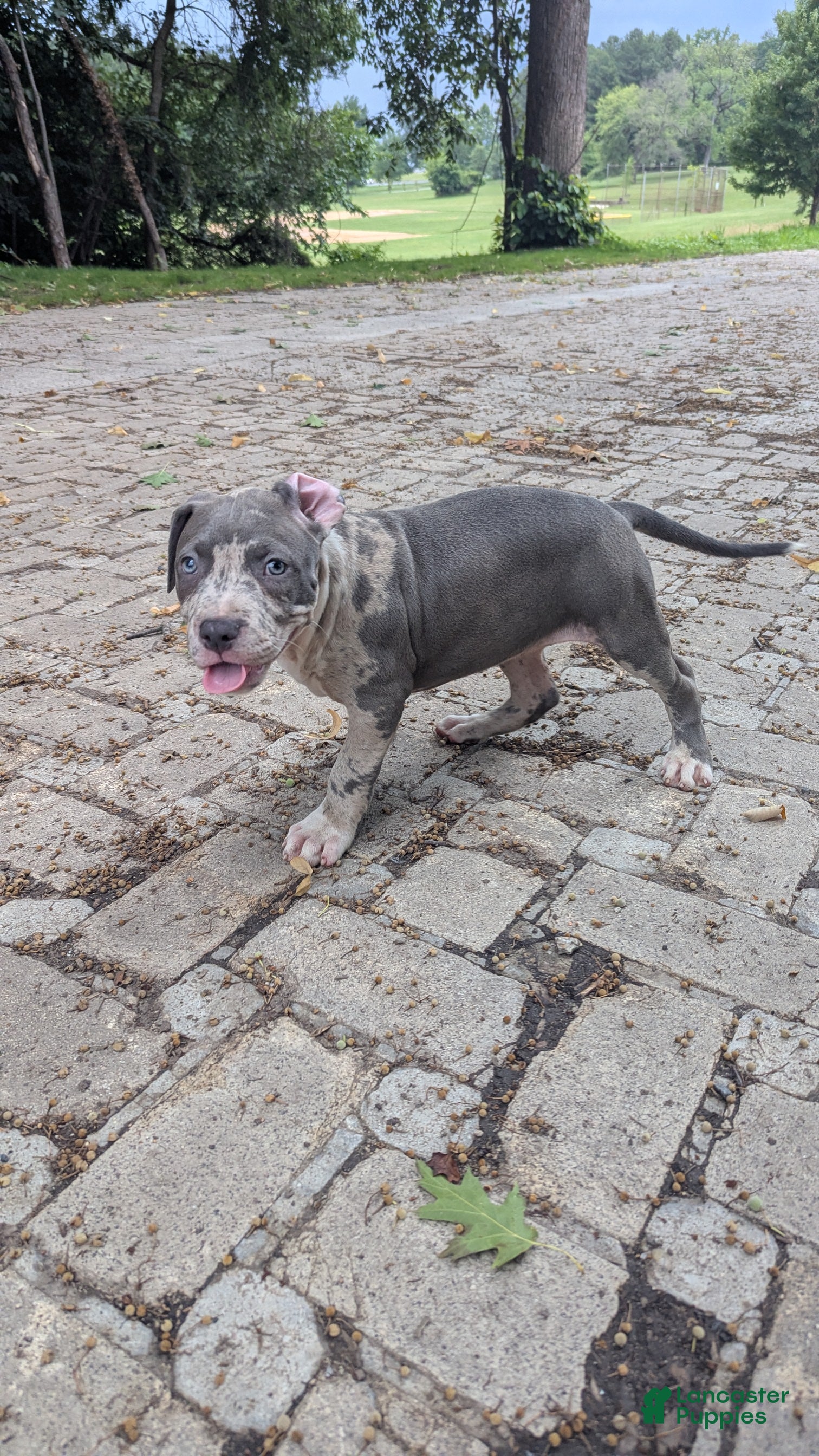 American Bully dogs Iris - Ad 2