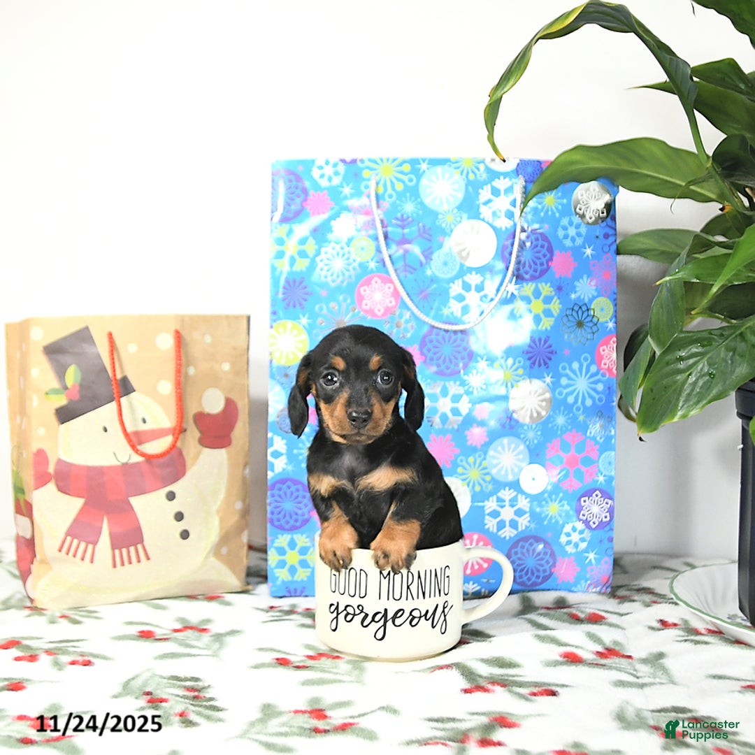 Miniature Dachshund dogs for sale: Lori - Ad 5