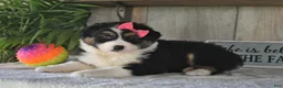 Australian Shepherd dogs for sale: Dolly - Ad 4