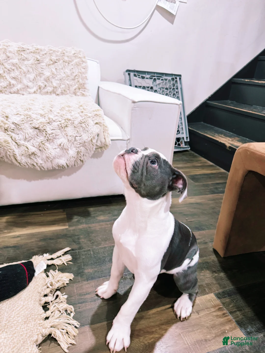 English Bulldog dogs for sale: Old English Bulldog Puppy 6 - Ad 2