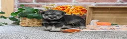 Miniature Schnauzer dogs for sale: Squidward - Ad 3