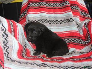 Mixed Breed dogs India - Ad 35