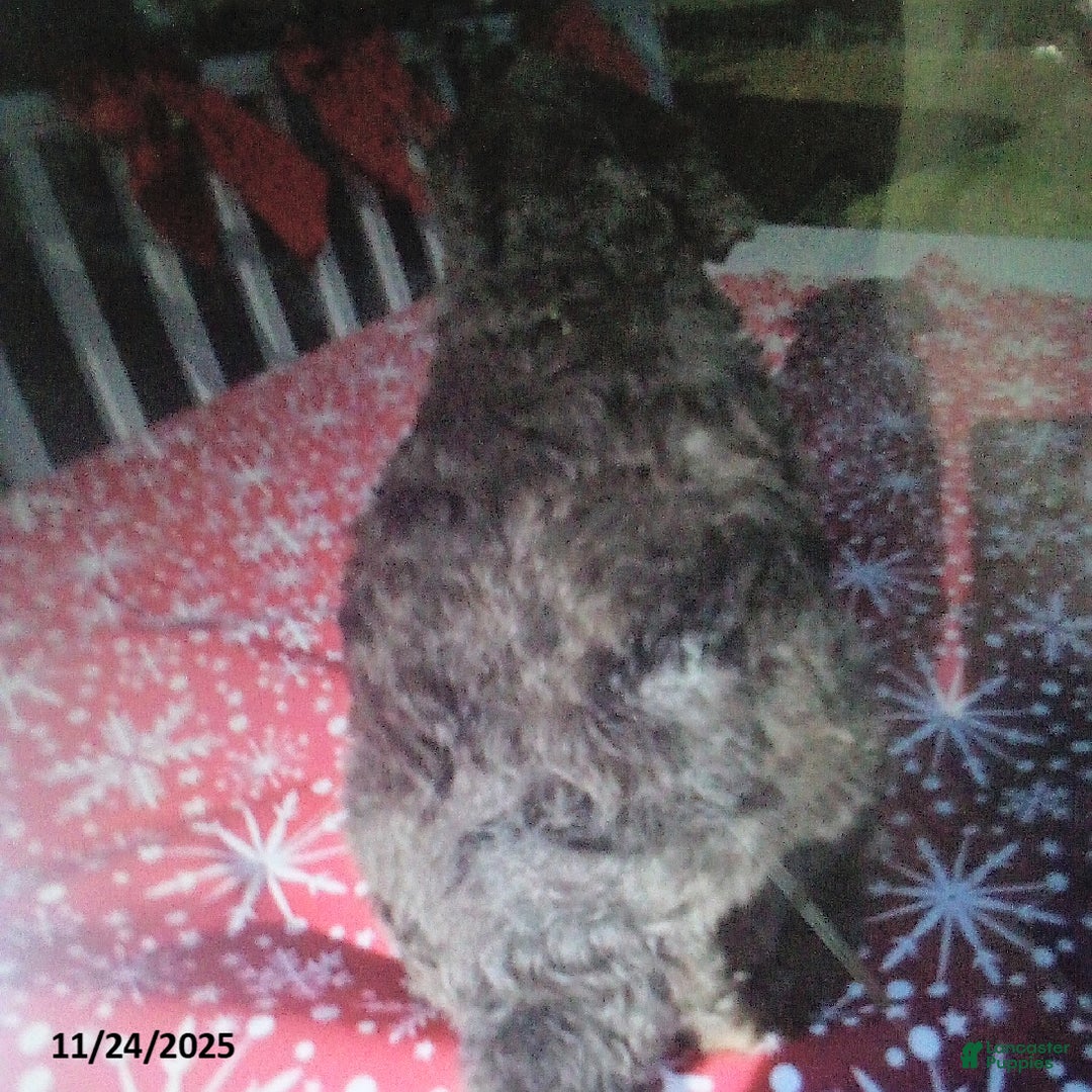 Goldendoodle dogs for sale: Charlie - Merle - Ad 2