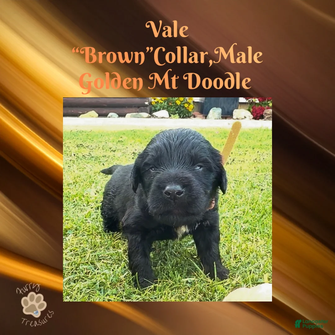 Mixed Breed dogs for sale: ⭐ Varek — Turquoise Collar • Male • Golden Mt Doodle - Ad 6