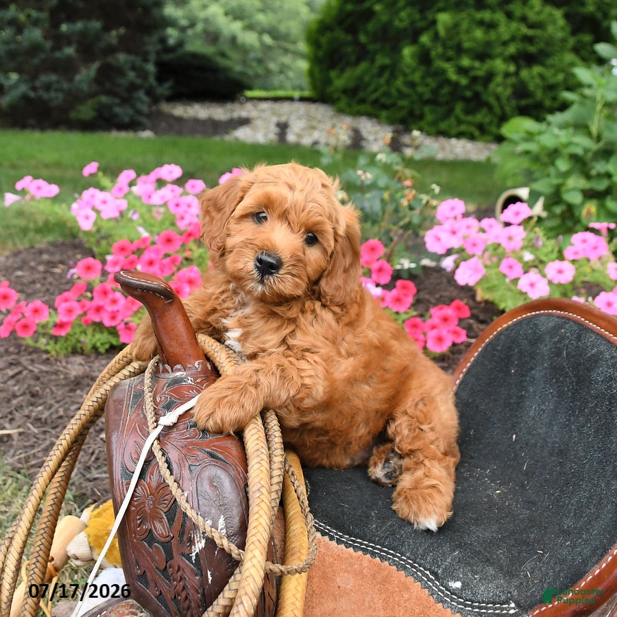 Miniature Labradoodle dogs Moose - Ad 2