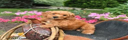 Mini Goldendoodle dogs for sale: Moose - Ad 2