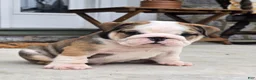 English Bulldog dogs for sale: Marshall - Ad 3