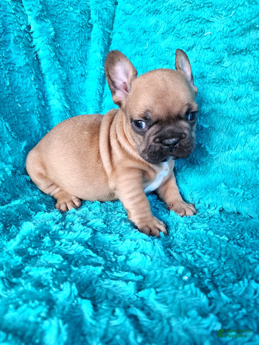 French Bulldog dogs for sale: Squirt  - Ad 1