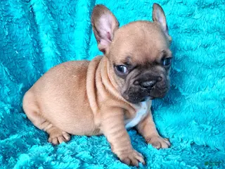 French Bulldog dogs for sale: Squirt - Ad 2