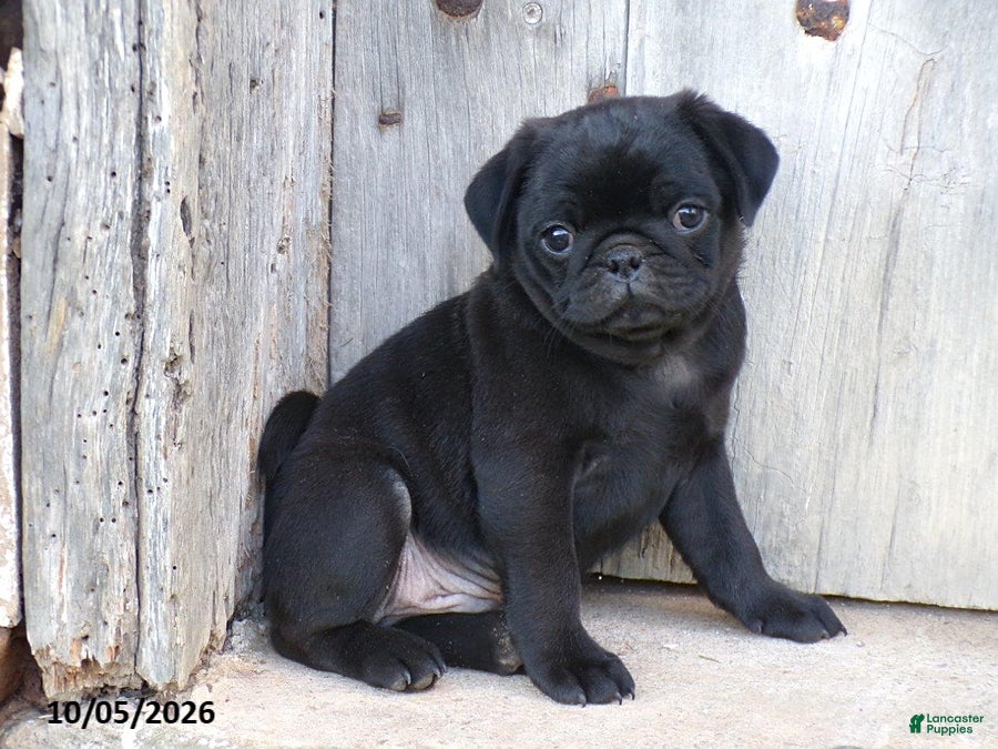 Blackie (Pug, Male) in Williamsburg, PA