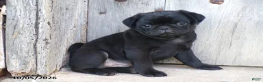 Blackie