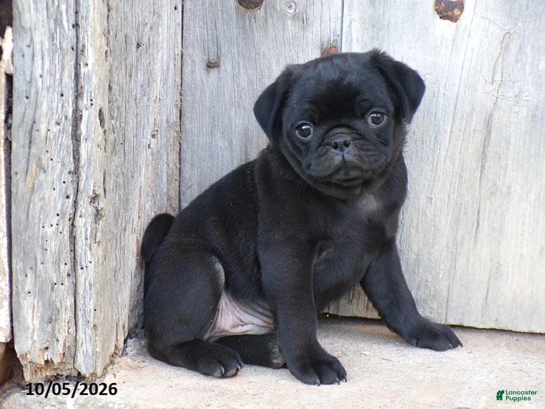 Pug dogs for sale: Blackie - Ad 1