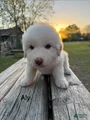 Great Pyrenees Puppy 4 - Aly