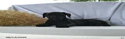 Cane Corso dogs for sale: Aspen - Ad 4