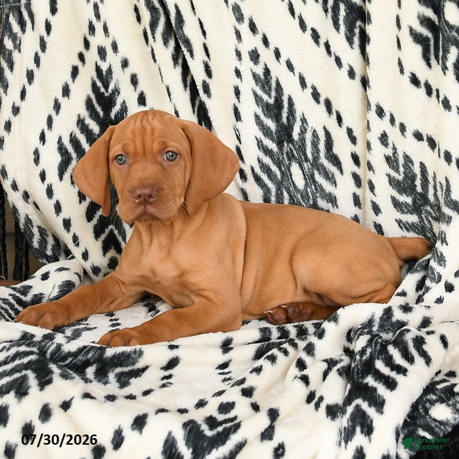 Vizsla dogs for sale: Coco  - Ad 4