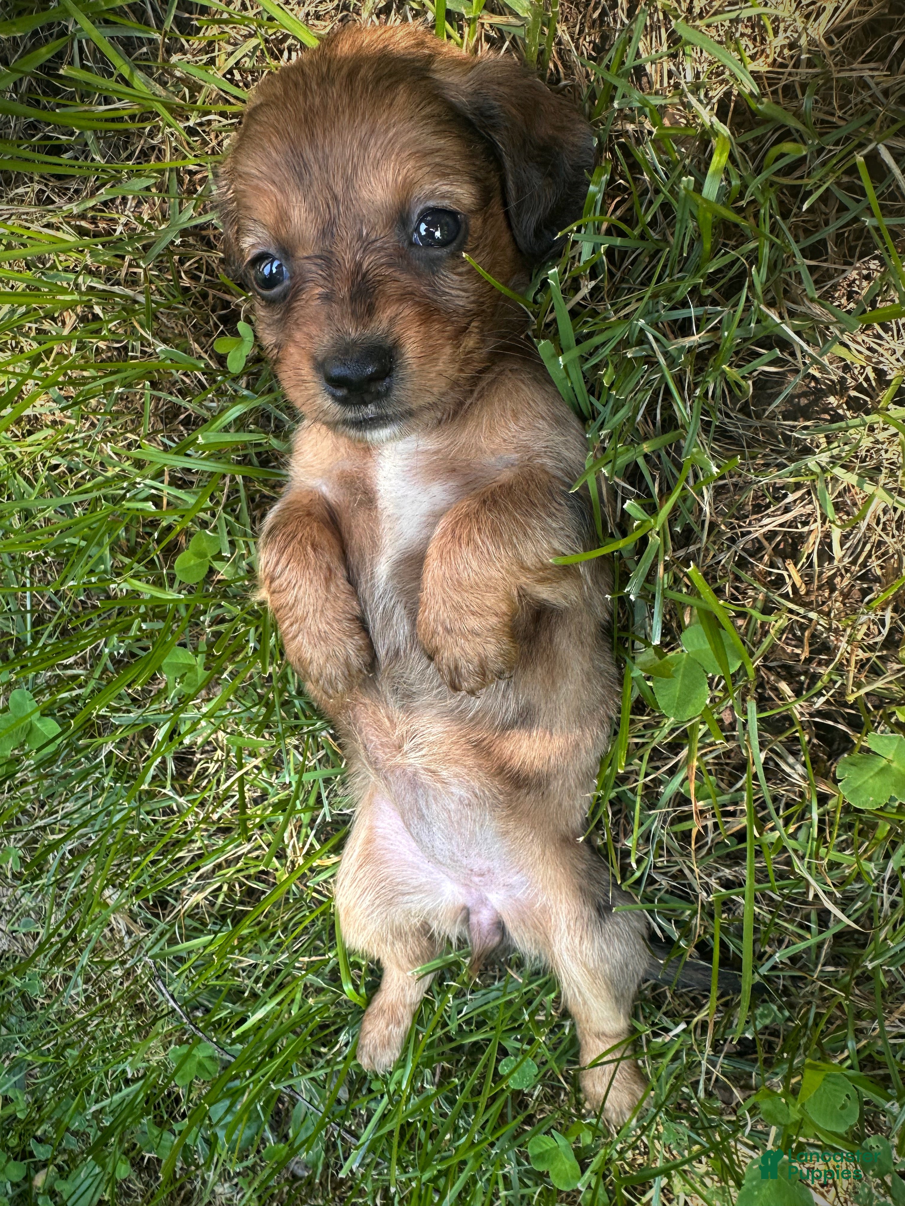 Dachshund dogs Female Four - Ad 2