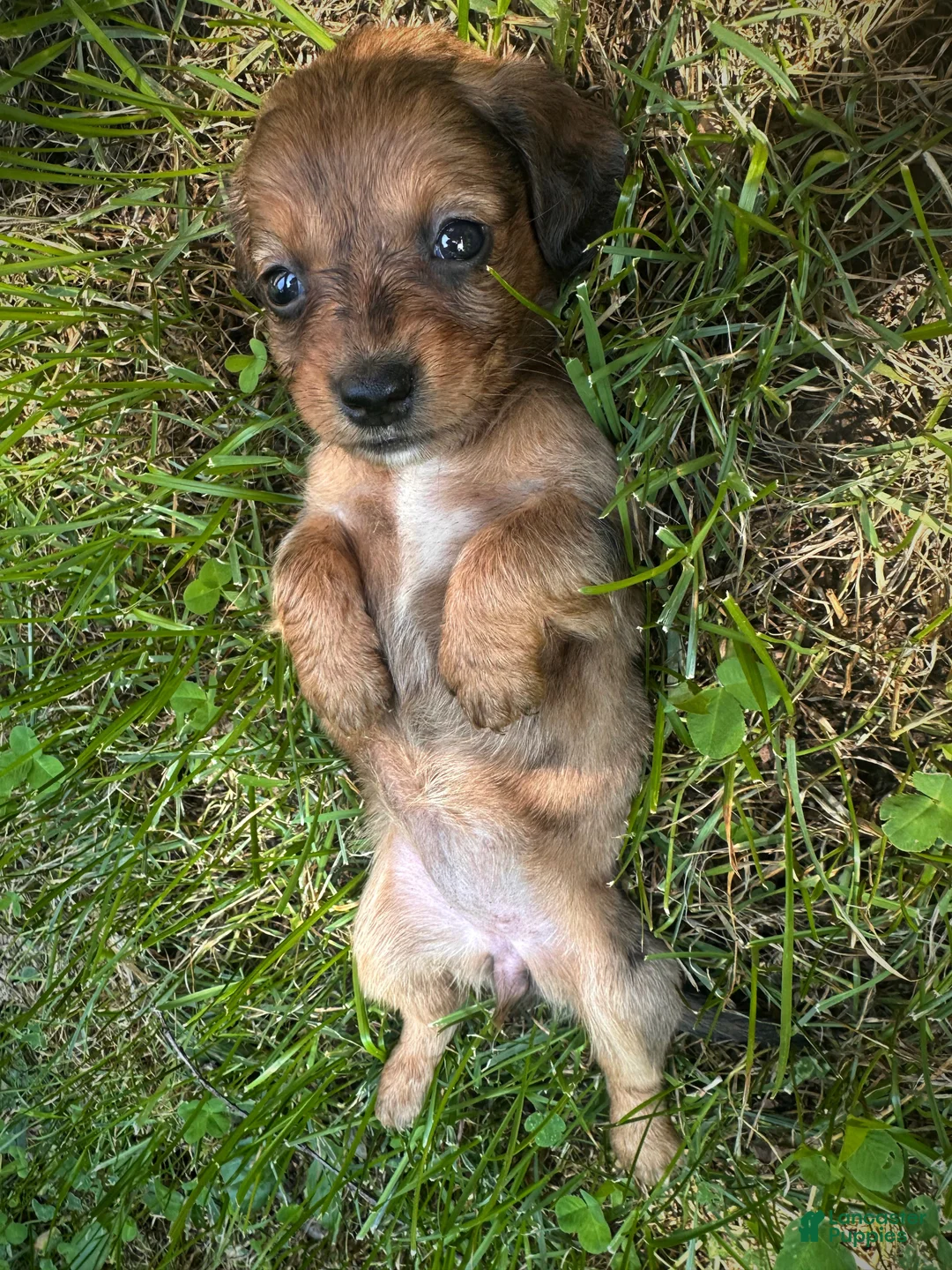 Dachshund dogs for sale: Female Four - Ad 2