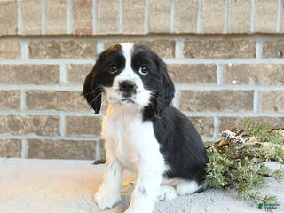 Cocker Spaniel dogs Selena - Ad 29